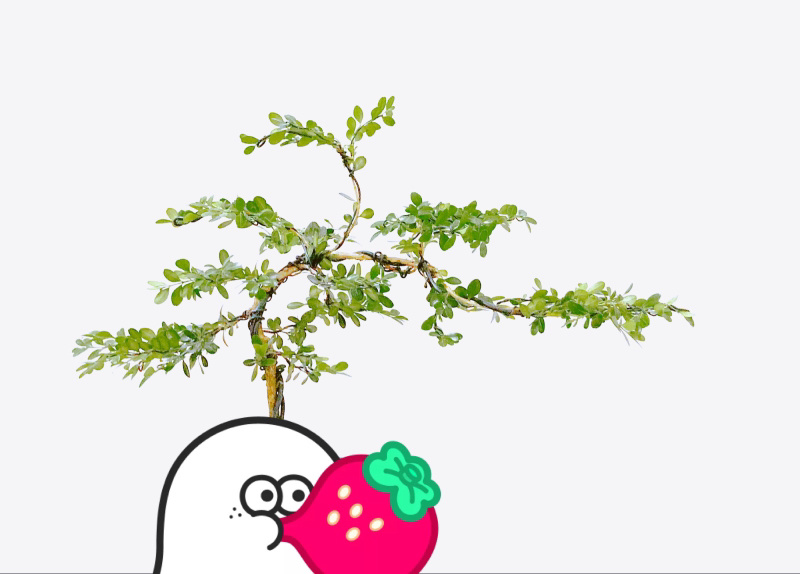 造型黄杨树苗，小叶瓜子黄杨