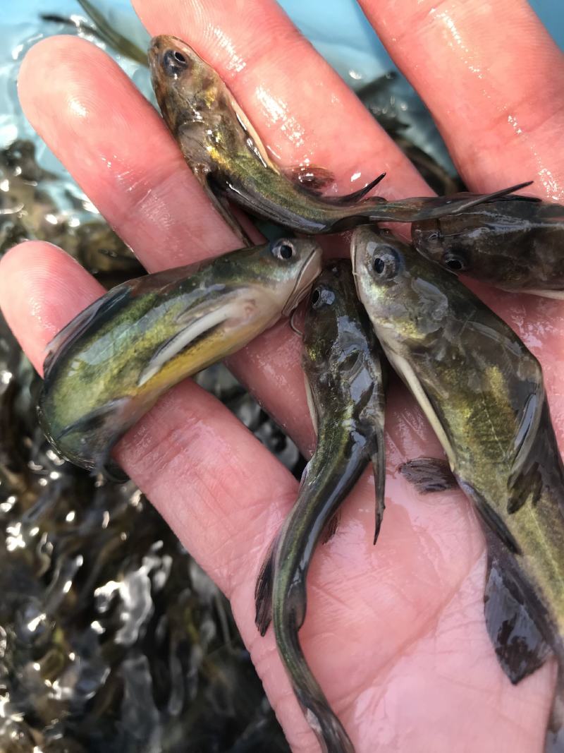 基地养殖黄颡鱼苗黄辣丁鱼苗黄辣丁鱼苗技术指导全国发货