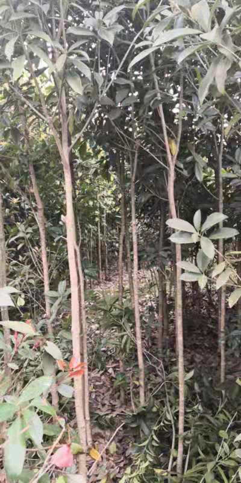 桂花苗