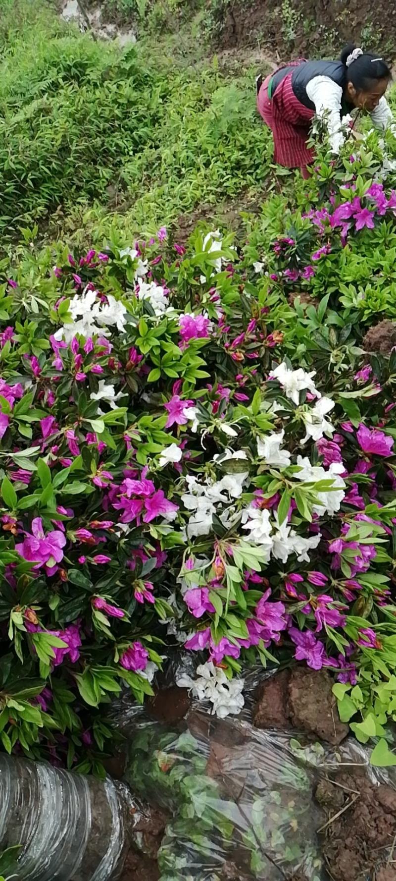 桂花苗