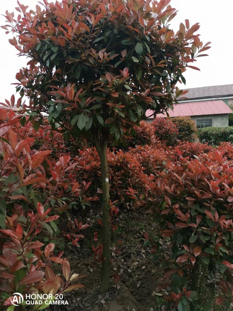桂花苗