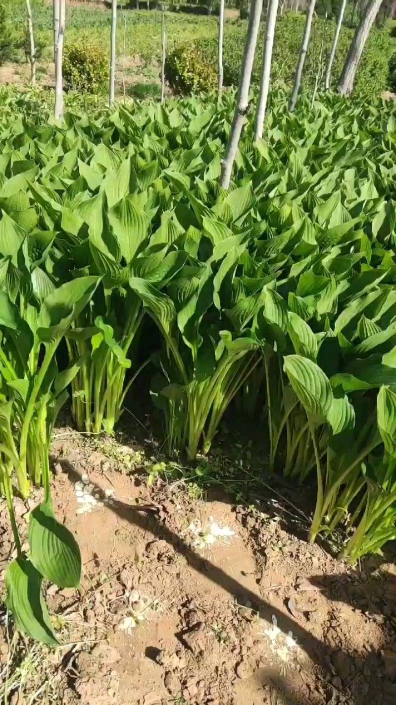 江苏青叶玉簪产地上车价格，花叶玉簪农户地头报价