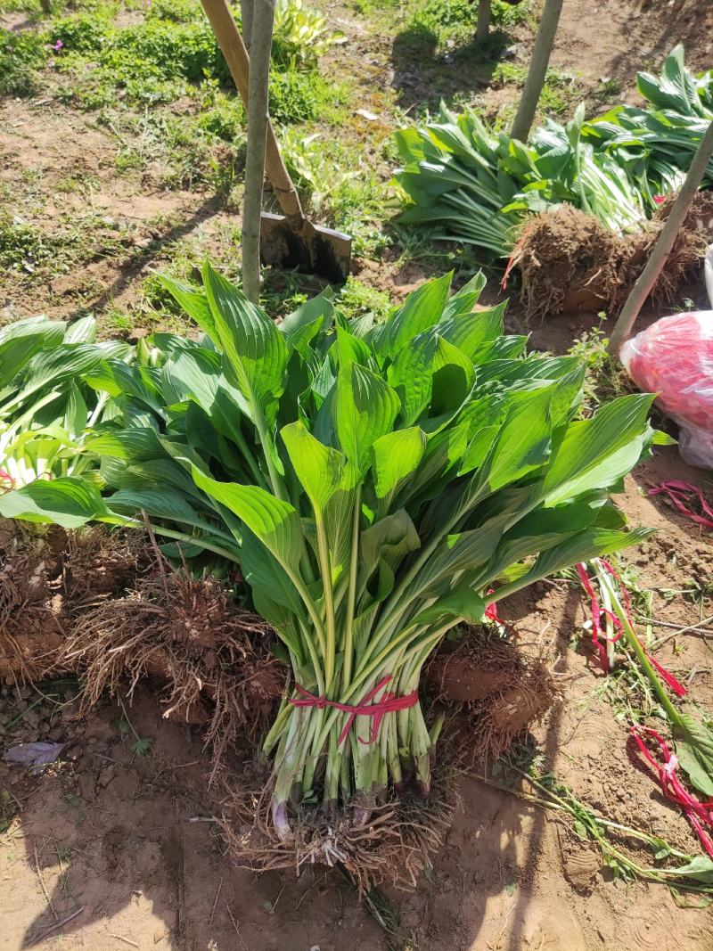 江苏青叶玉簪产地上车价格，花叶玉簪农户地头报价