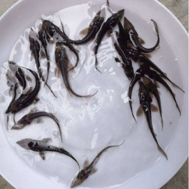 【鲟鱼苗】驯化好的鲟鱼苗尖嘴鲟鱼苗，饲料养殖技术指导