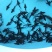 【鲟鱼苗】驯化好的鲟鱼苗尖嘴鲟鱼苗,饲料养殖技术指导