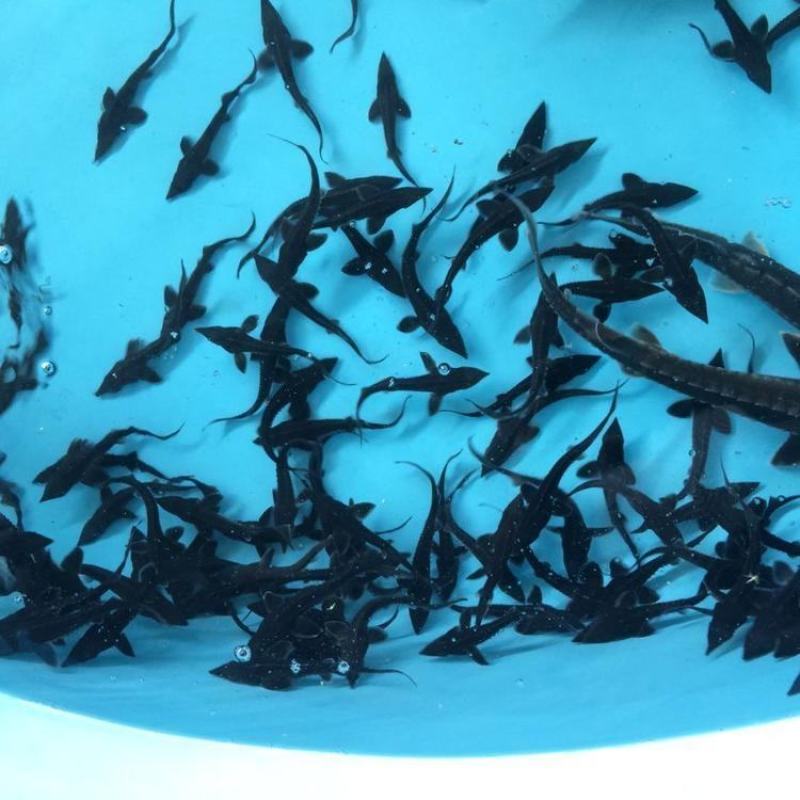 【鲟鱼苗】驯化好的鲟鱼苗尖嘴鲟鱼苗，饲料养殖技术指导