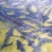 【鲟鱼苗】驯化好的鲟鱼苗尖嘴鲟鱼苗,饲料养殖技术指导