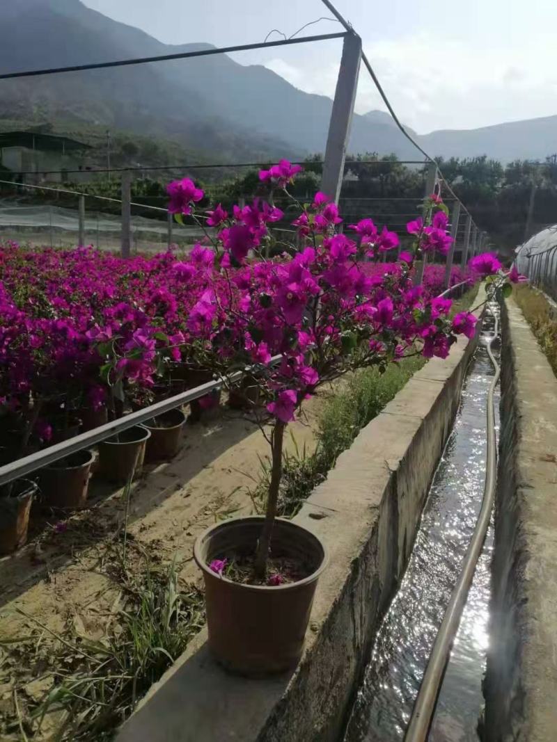 长期供应:三角梅~多色~现货