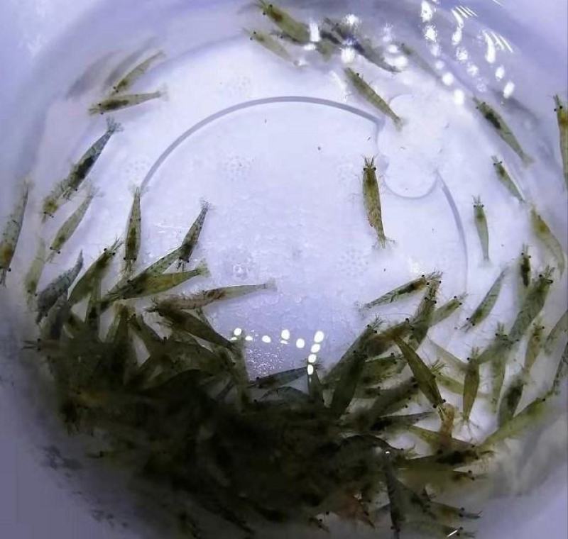 【虾苗】基地孵化优质青虾苗黑壳虾苗，技术指导全国发货