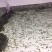 【虾苗】基地孵化优质青虾苗黑壳虾苗,技术指导全国发货