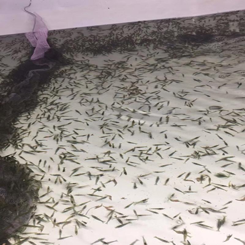 【虾苗】基地孵化优质青虾苗黑壳虾苗，技术指导全国发货