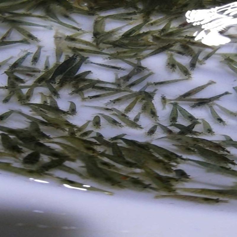 【虾苗】基地孵化优质青虾苗黑壳虾苗，技术指导全国发货