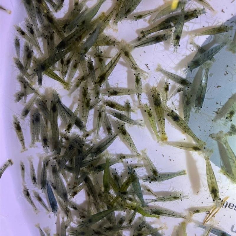 【虾苗】基地孵化优质青虾苗黑壳虾苗，技术指导全国发货