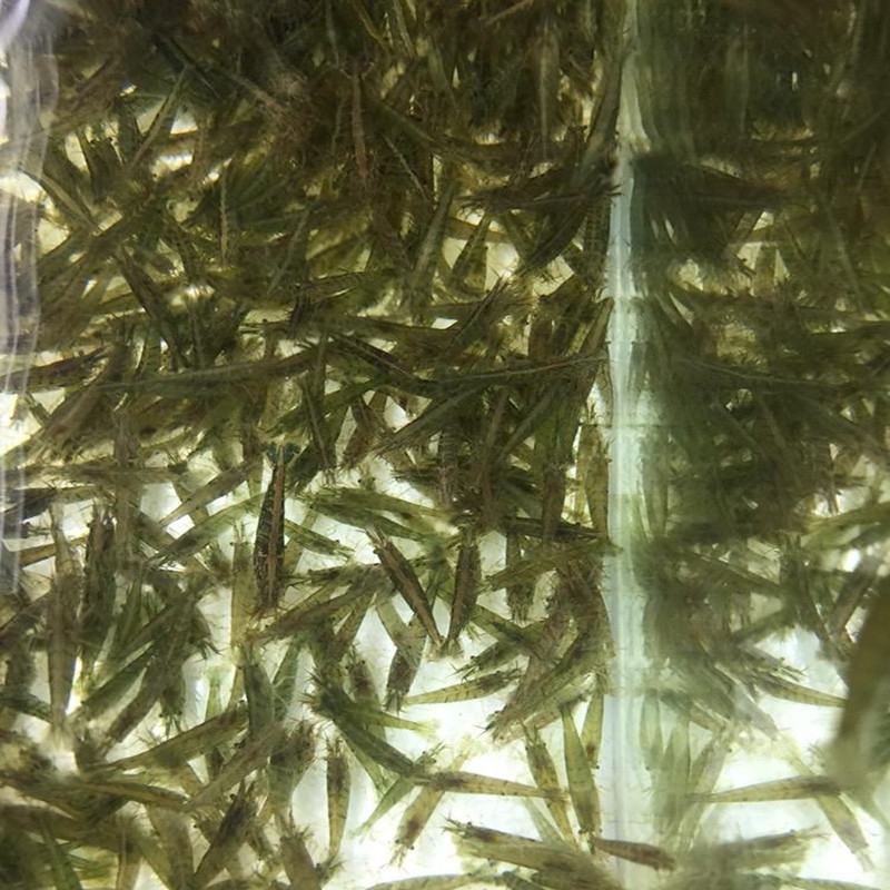 【虾苗】基地孵化优质青虾苗黑壳虾苗，技术指导全国发货