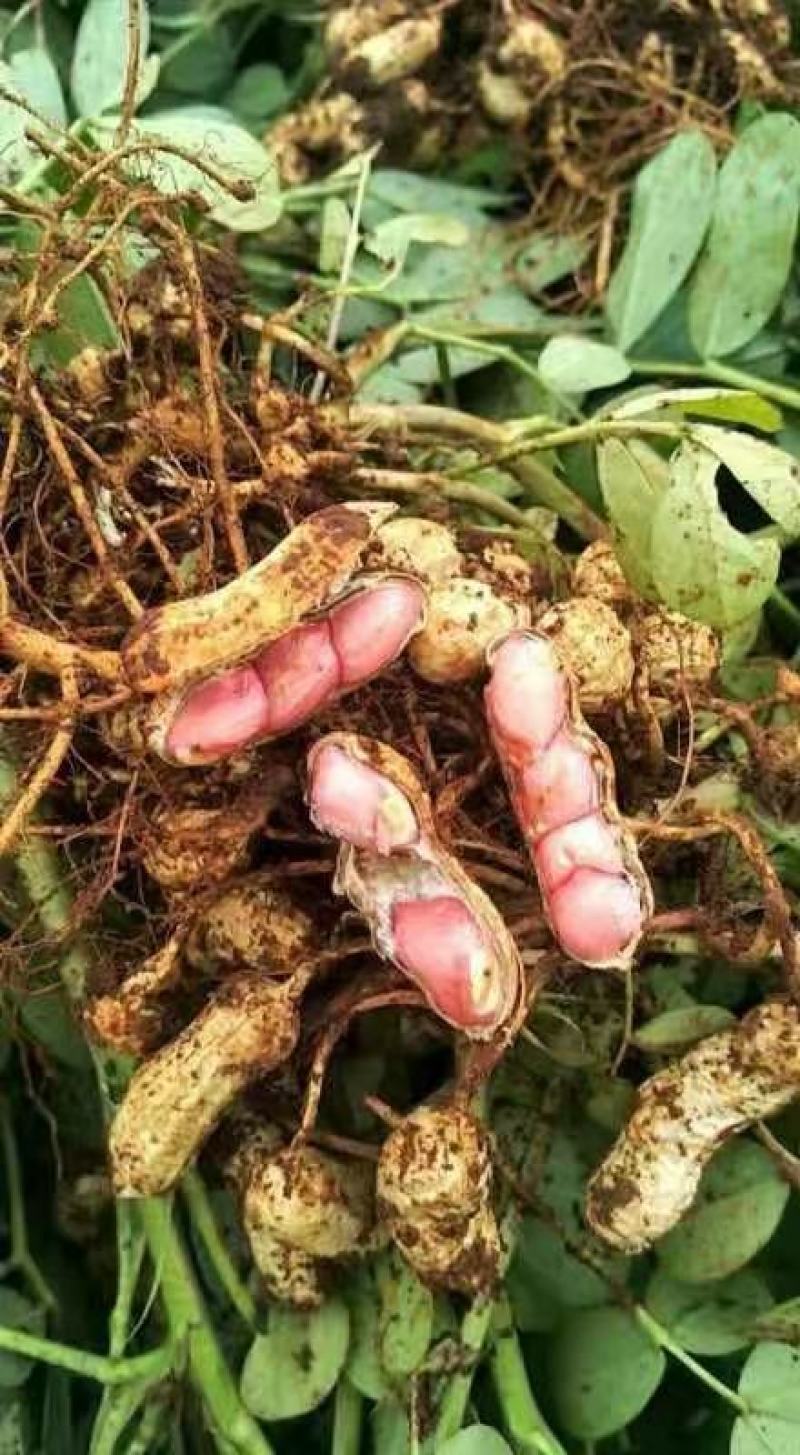 广东湛江的红米花生