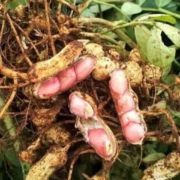 广东湛江的红米花生