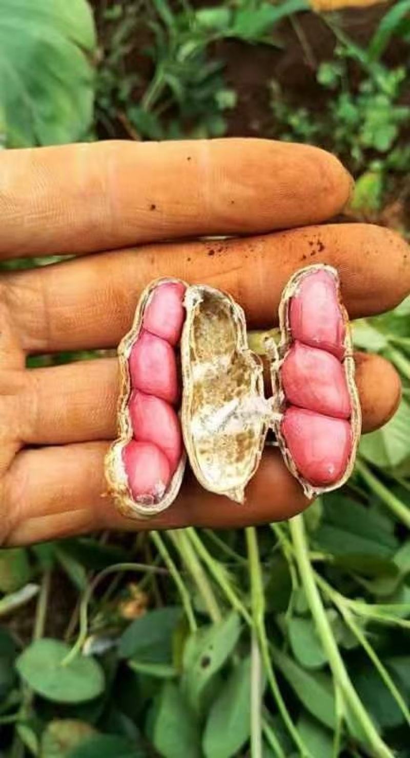 广东湛江的红米花生
