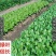 叶菜提苗速长促长韭菜芹菜葱蒜白菜早喷早绿茎杆粗壮薄叶变厚