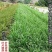 叶菜提苗速长促长韭菜芹菜葱蒜白菜早喷早绿茎杆粗壮薄叶变厚