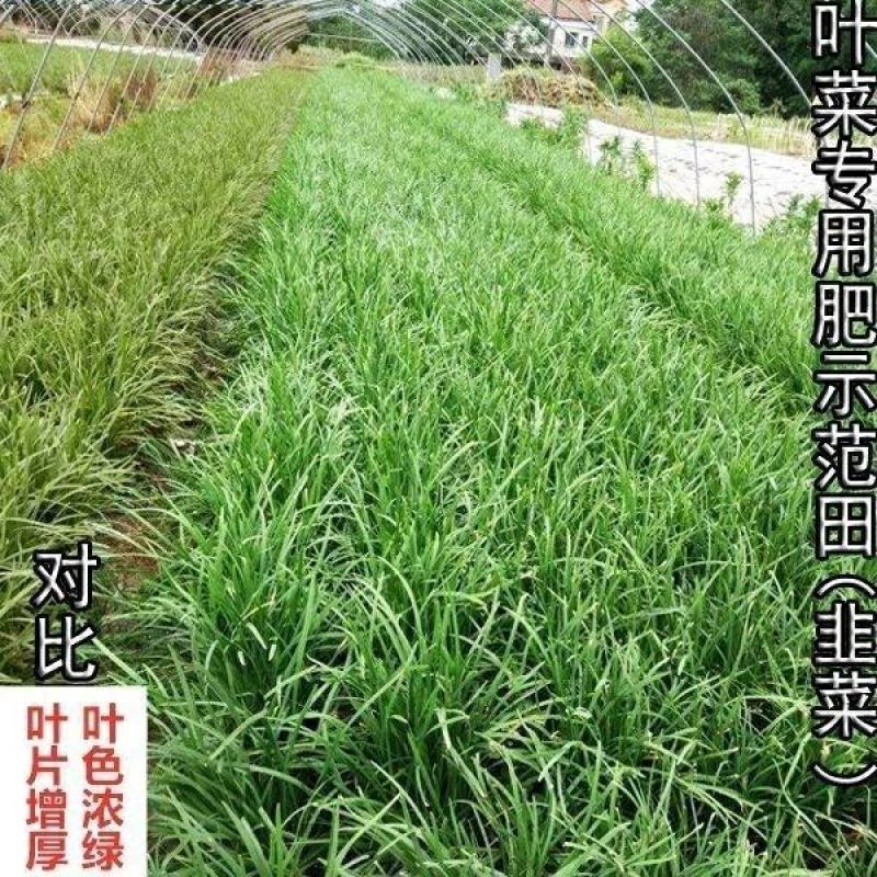 叶菜提苗速长促长韭菜芹菜葱蒜白菜早喷早绿茎杆粗壮薄叶变厚