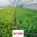 叶菜提苗速长促长韭菜芹菜葱蒜白菜早喷早绿茎杆粗壮薄叶变厚