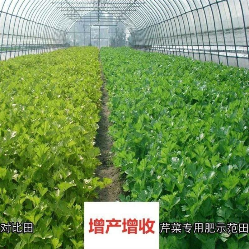 叶菜提苗速长促长韭菜芹菜葱蒜白菜早喷早绿茎杆粗壮薄叶变厚