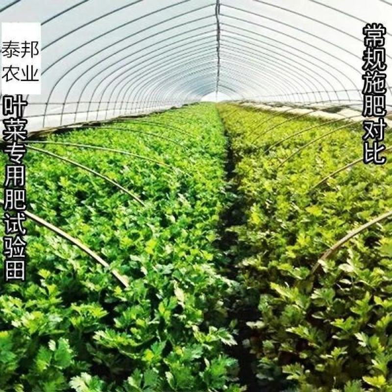 叶菜提苗速长促长韭菜芹菜葱蒜白菜早喷早绿茎杆粗壮薄叶变厚