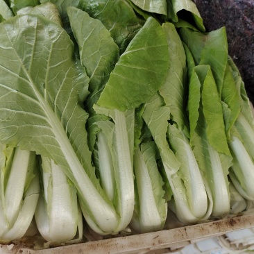 奶白菜