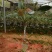 八角树土地转让