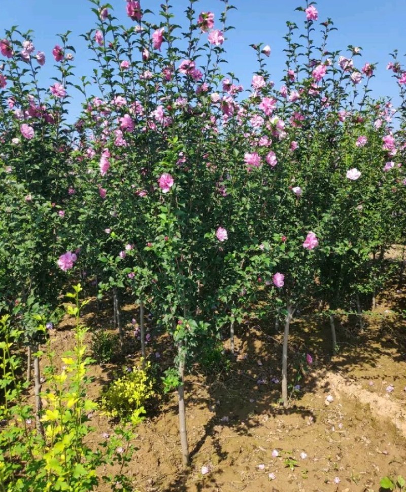 优质独杆红花木槿6公分8公分10公分丛生木槿基地直销