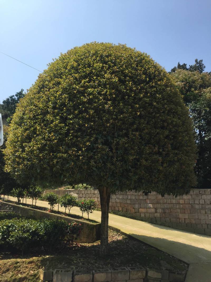 桂花树，规格型号齐全基地直发视频看货品质保证。