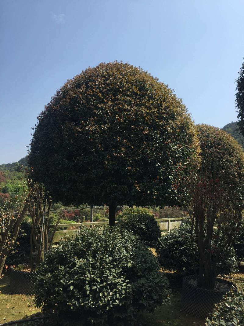 桂花树，规格型号齐全基地直发视频看货品质保证。