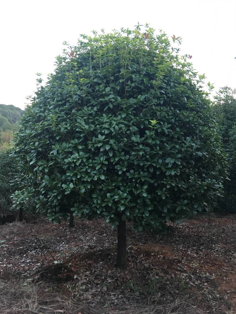 桂花树，规格型号齐全基地直发视频看货品质保证。
