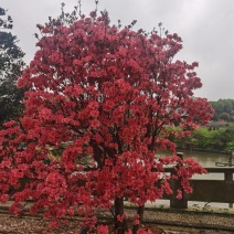 批量供应移栽映山红