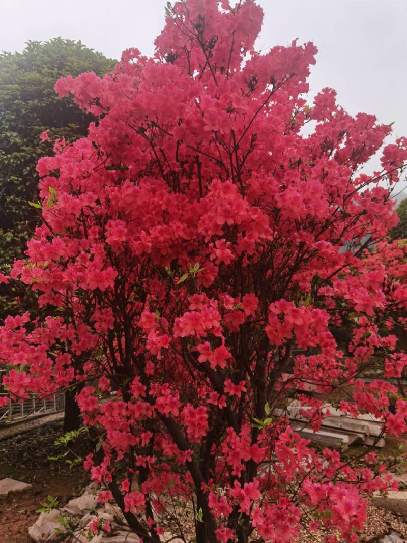 批量供应移栽映山红