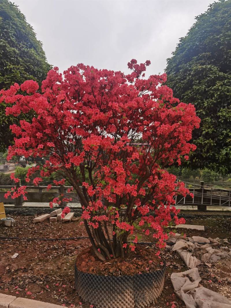 批量供应移栽映山红