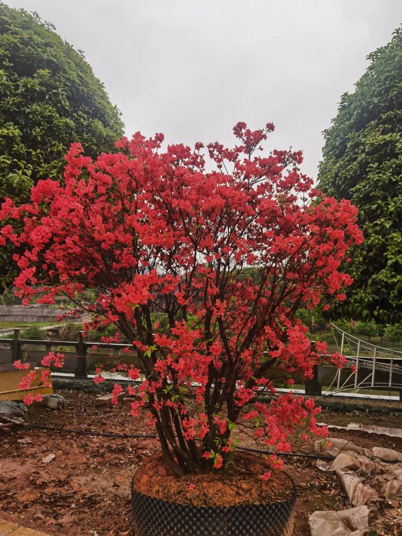 批量供应移栽映山红