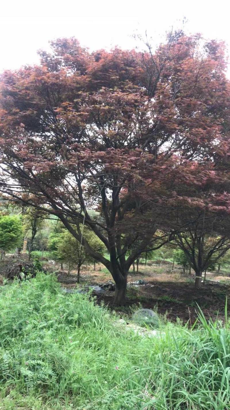 日本红枫