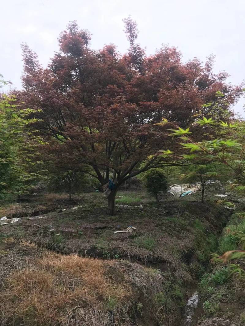 日本红枫