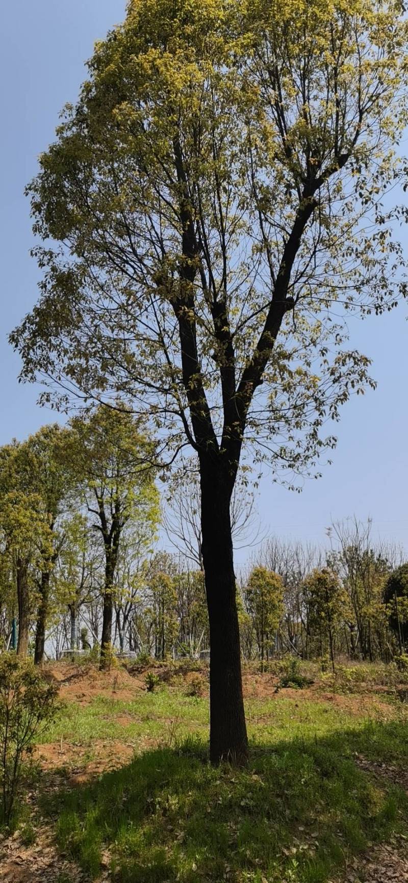 香樟树、移栽发帽、切杆发帽、原生发帽的规格齐量大。