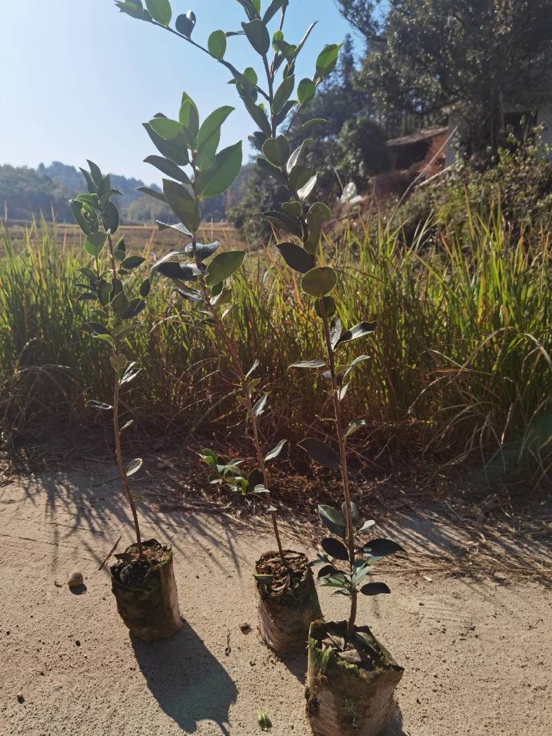 杂交油茶苗