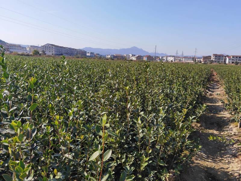 杂交油茶苗