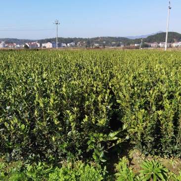 杂交油茶苗