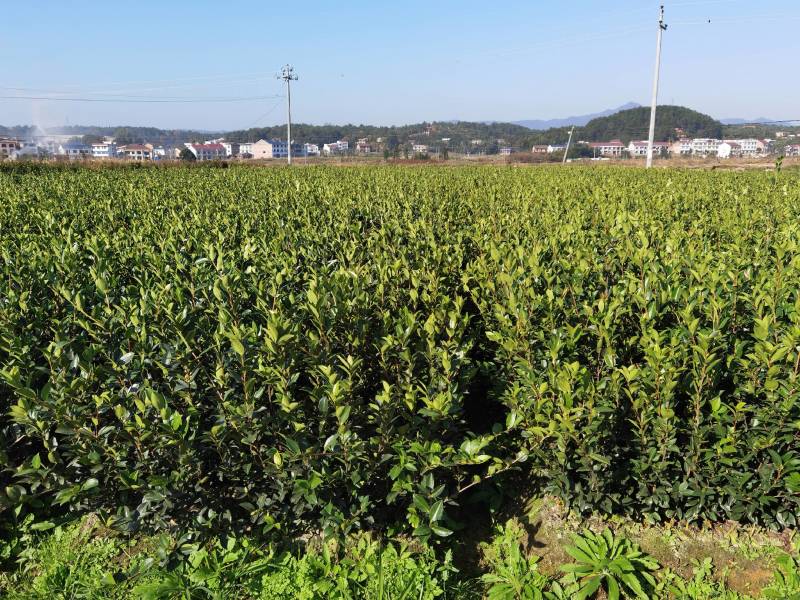 杂交油茶苗