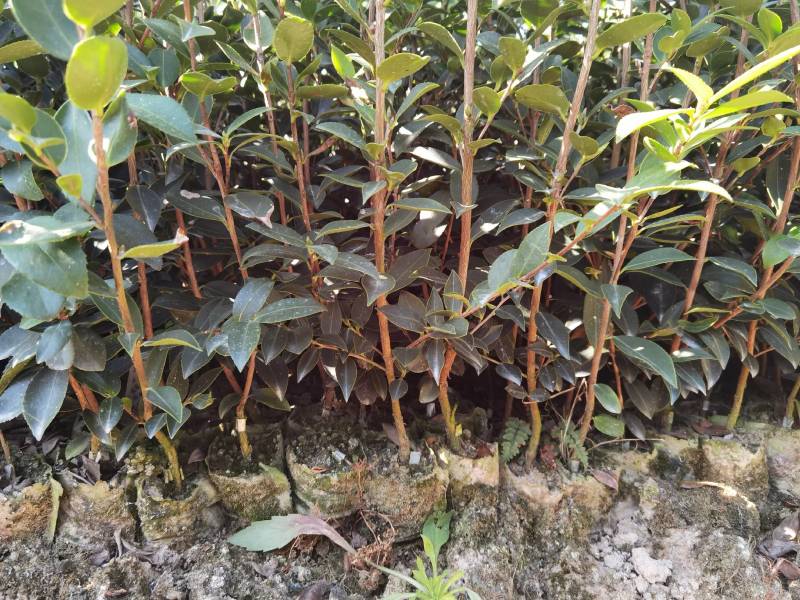 杂交油茶苗