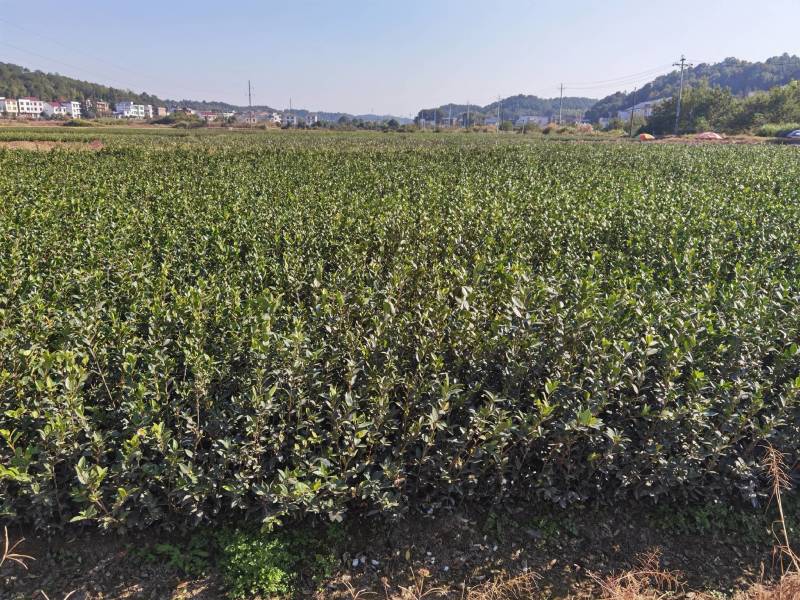 杂交油茶苗