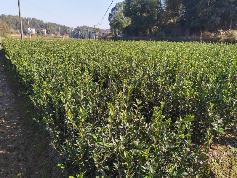 杂交油茶苗