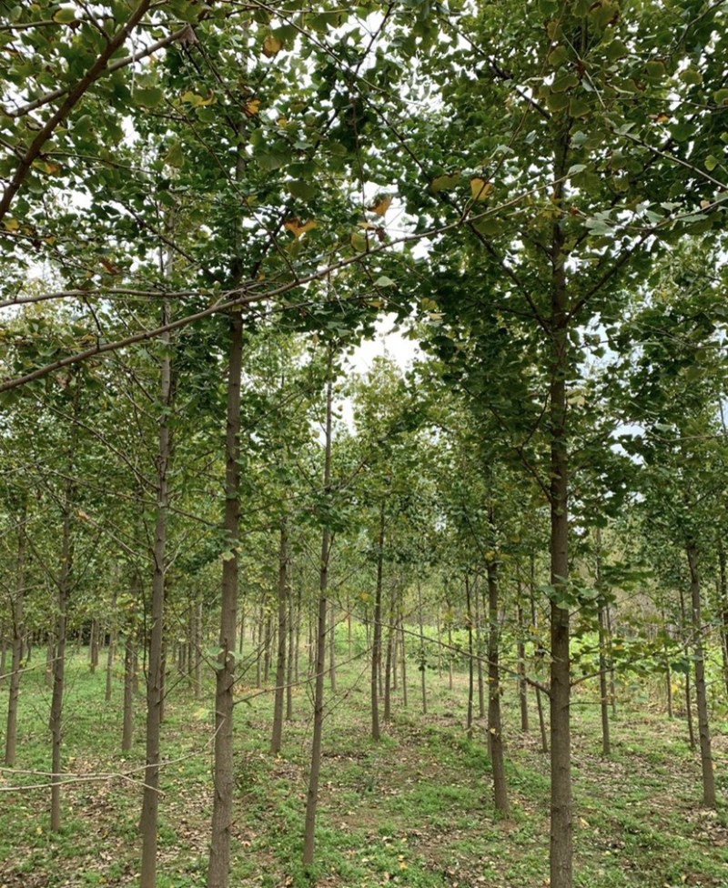 批发银杏树4-5-6-8-10公分白果树工程苗基地直销