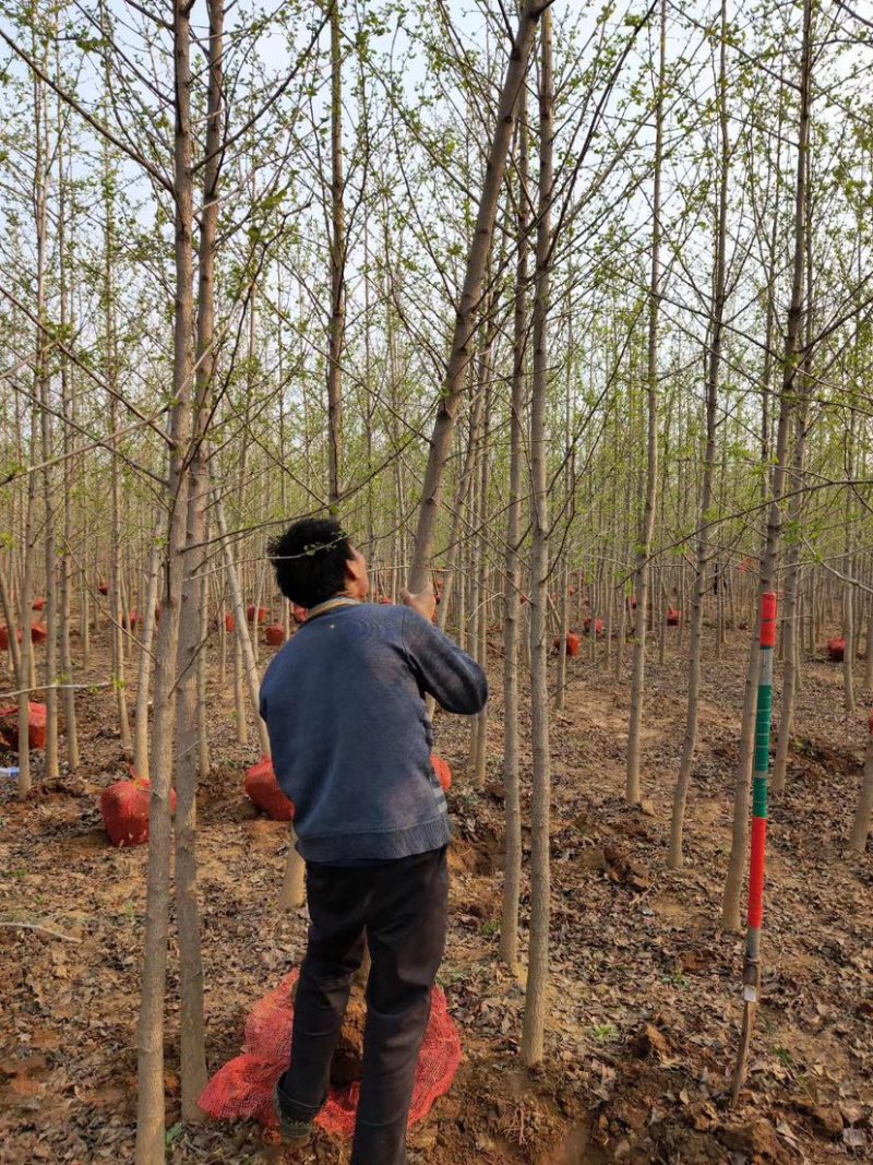 批发银杏树4-5-6-8-10公分白果树工程苗基地直销