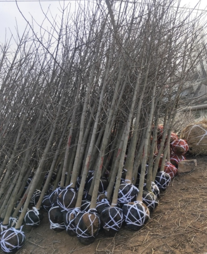 批发银杏树4-5-6-8-10公分白果树工程苗基地直销